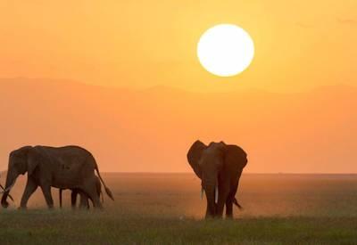 Amboseli Fly-In Safari