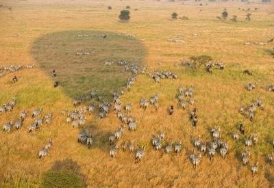 East African Explorer Safari
