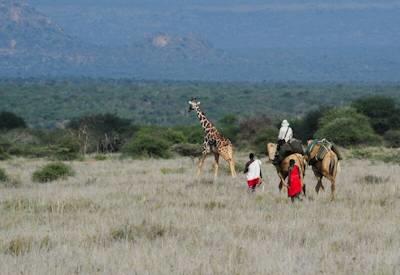 Ewaso Walking Safari