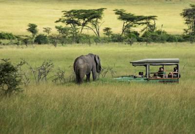 Experience Kenya Safari