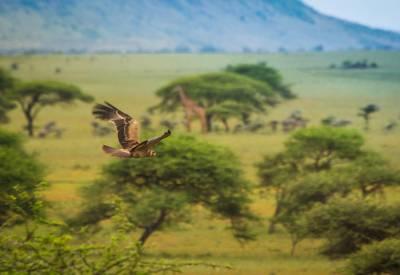 Explore The Best Of Kenya