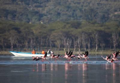 Governor's Sky Safari