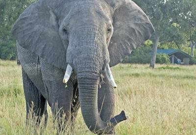 Governor's Sky Safari