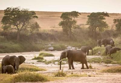 Kenya Best Of Both Safari