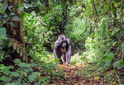 Kenya And Rwanda Luxury Safari