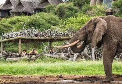 Kenya And Seychelles Safari
