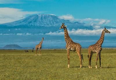 Kenya And Seychelles Safari