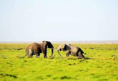 Kilimanjaro Safari to Mombasa Coast