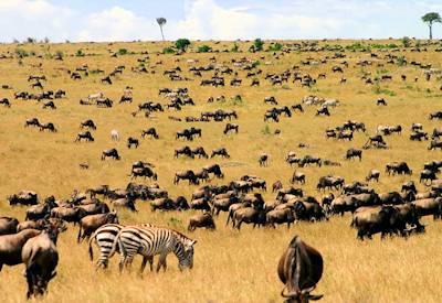 Lake Nakuru And Masai Mara Safari