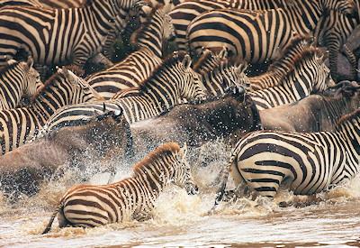 The Allen Key Safari