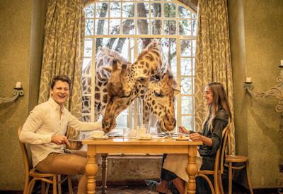 Giraffe Manor Honeymoon