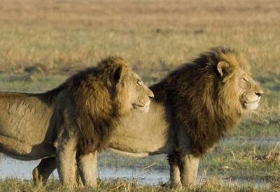 Luangwa and Lake Malawi Safari