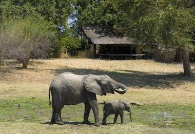 Luangwa and Malawi Sailing Safari