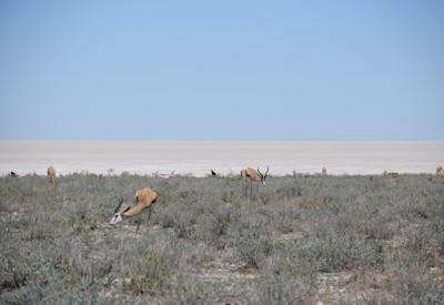 Etosha National Park