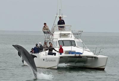 Dolphin & Seal Cruise
