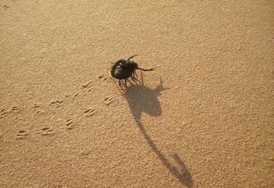 Living Dunes And Lobster Lunch