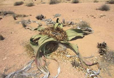 Welwitschia Tour