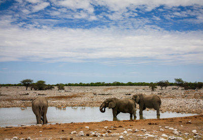 Etosha Photos