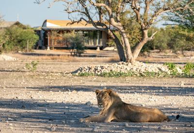 Wildlife in the Ongava Game Reserve
