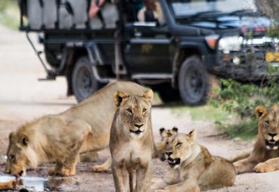 Etosha game drive safaris
