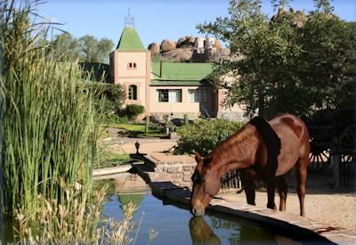 Desert horse drinking at the lodge