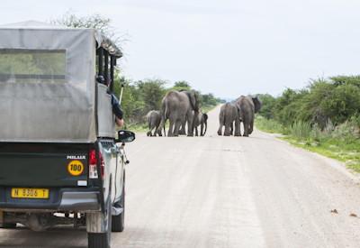 Etosha Park guided safaris