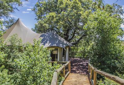 Timber walkway along knobthorn trees tree canopies