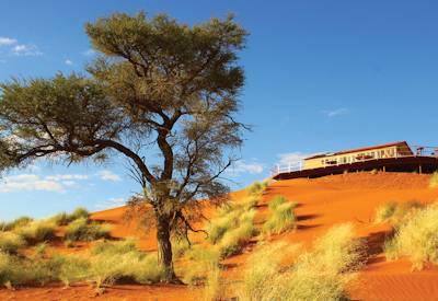 A top a Namib red sand dune