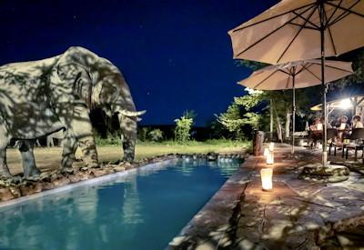 Swimming pool and elephant encounter