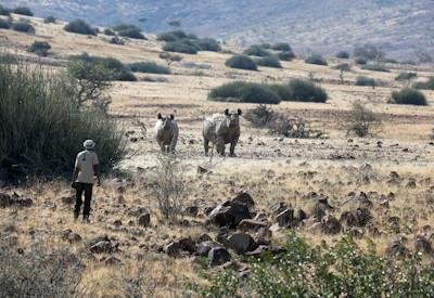 Walking rhino safaris from the lodge