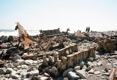 Shipwreck alley with whale bones and Cape Fur Seals
