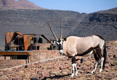 Sossusvlei desert wildlife