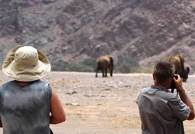 Classic desert elephant sightings