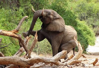 Namibia Etosha National Park Safari