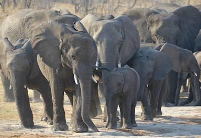 Ongava Game Reserve