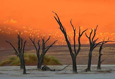 Trees and red dunes