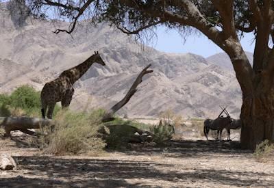 Hoanib River valley wildlife
