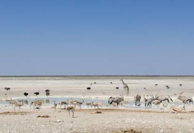Etosha wildlife journey