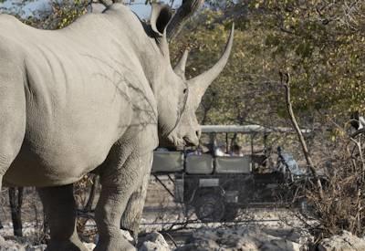 Ongava Tented Camp