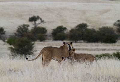 Namibian wildlife at its best