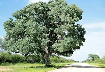 Mahango National Park