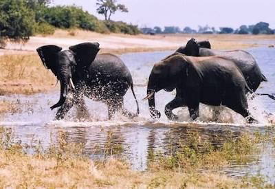 Elephants playing in the water