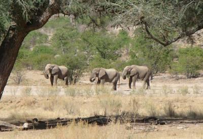 Koakoveld Elephants