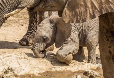 Damaraland wildlife