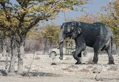 Etosha National Park