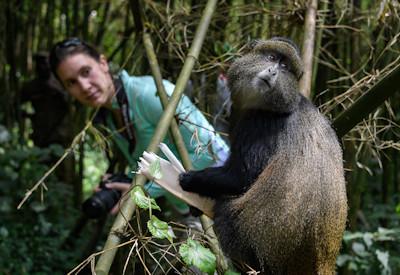 Colobus Monkeys and Chimpanzee Trek