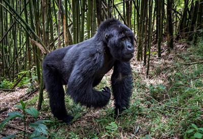 Large silverback mountain gorilla