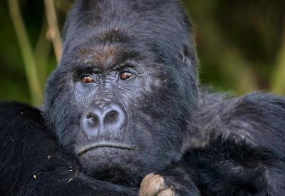 Mountain Gorilla trekking