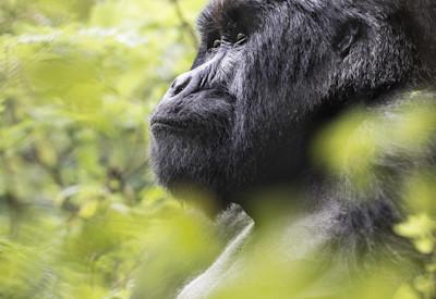 Silverback Gorilla safari