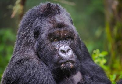 Silverback mountain gorilla